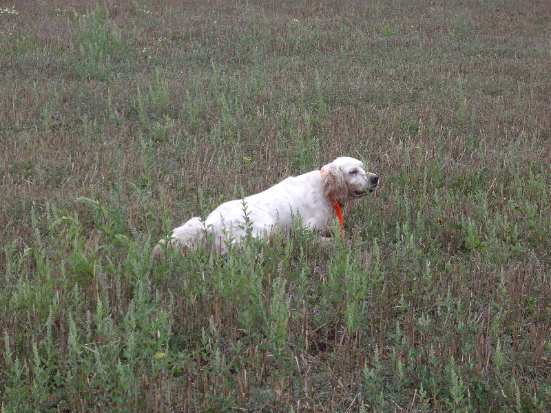 Syra Du bois des courbes