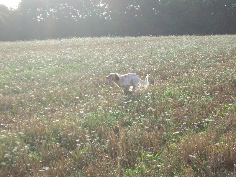 Geysha du champ Bocquillon