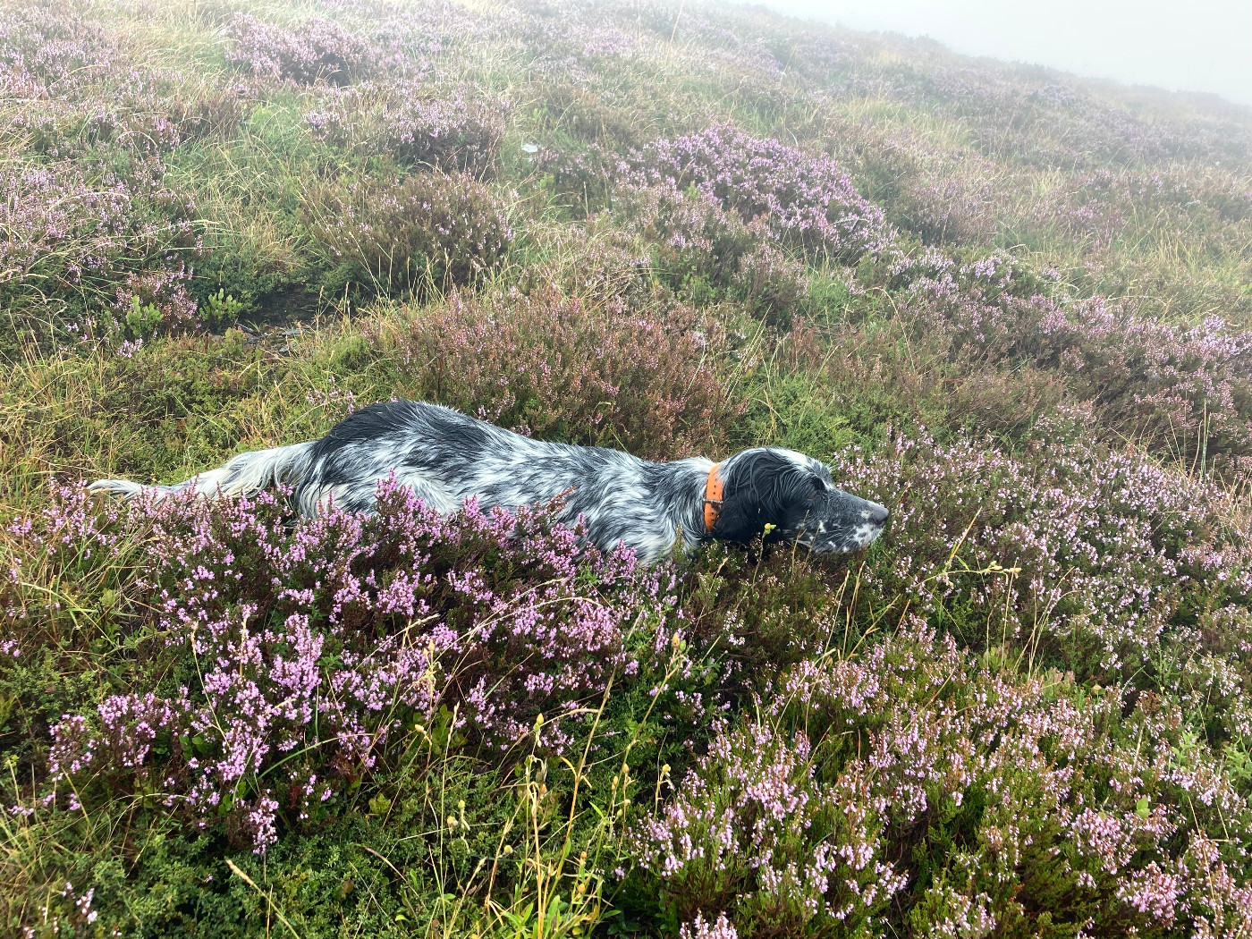 Sya du moulin de la Gaou