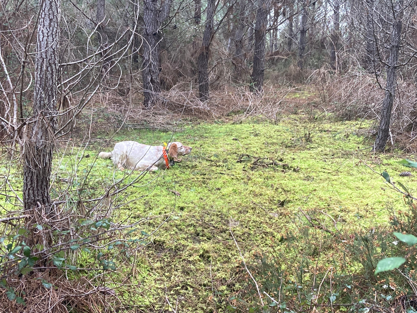 Orphée du moulin de la Gaou