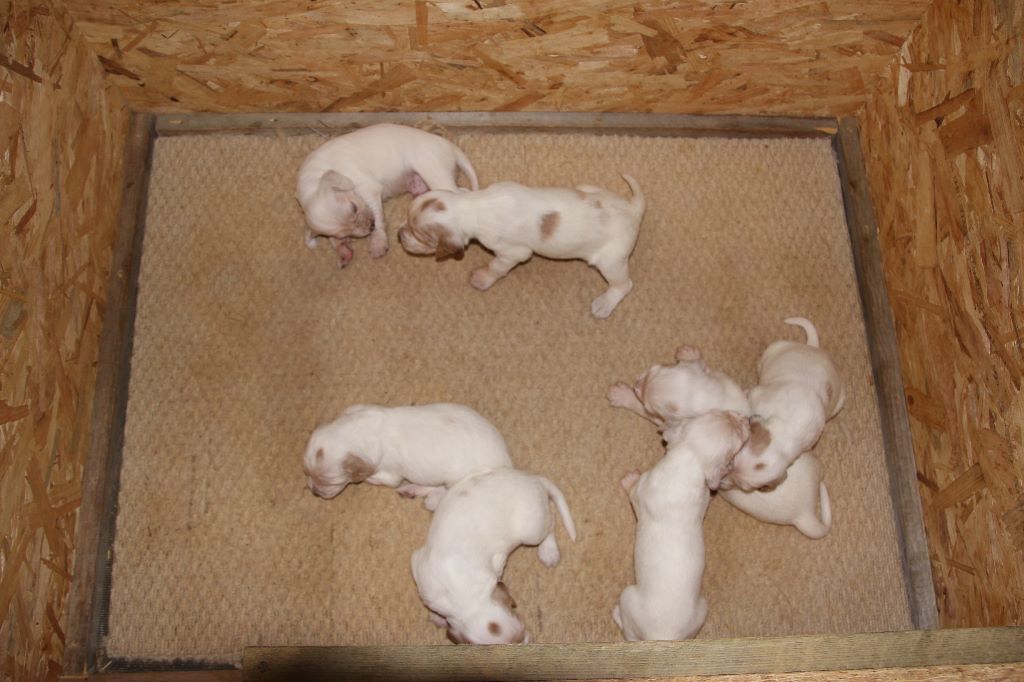 du moulin de la Gaou - Photos des chiots