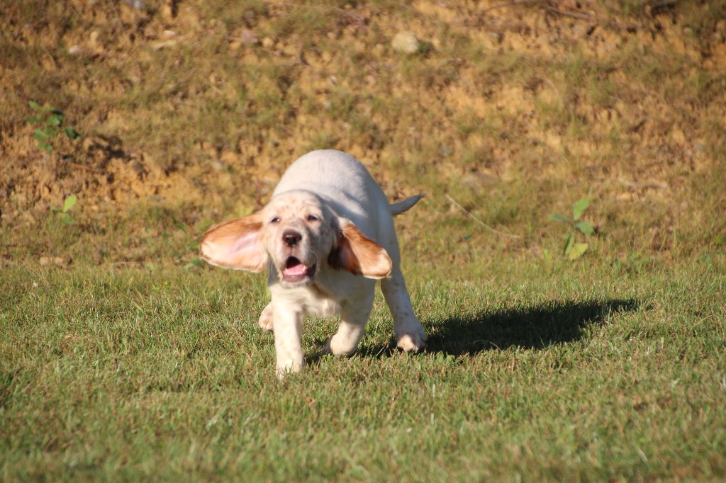 Photos des chiots à un mois et demi